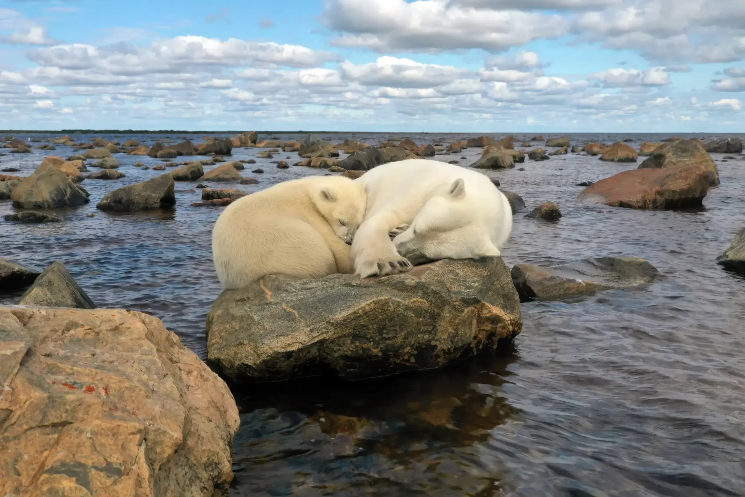 An adult polar bear and its cub rest together on a large rock along the rocky shoreline near Churchill, Manitoba, surrounded by calm Arctic waters beneath a sky filled with scattered clouds. Adventures for Solo Travelers by Suzy Davis