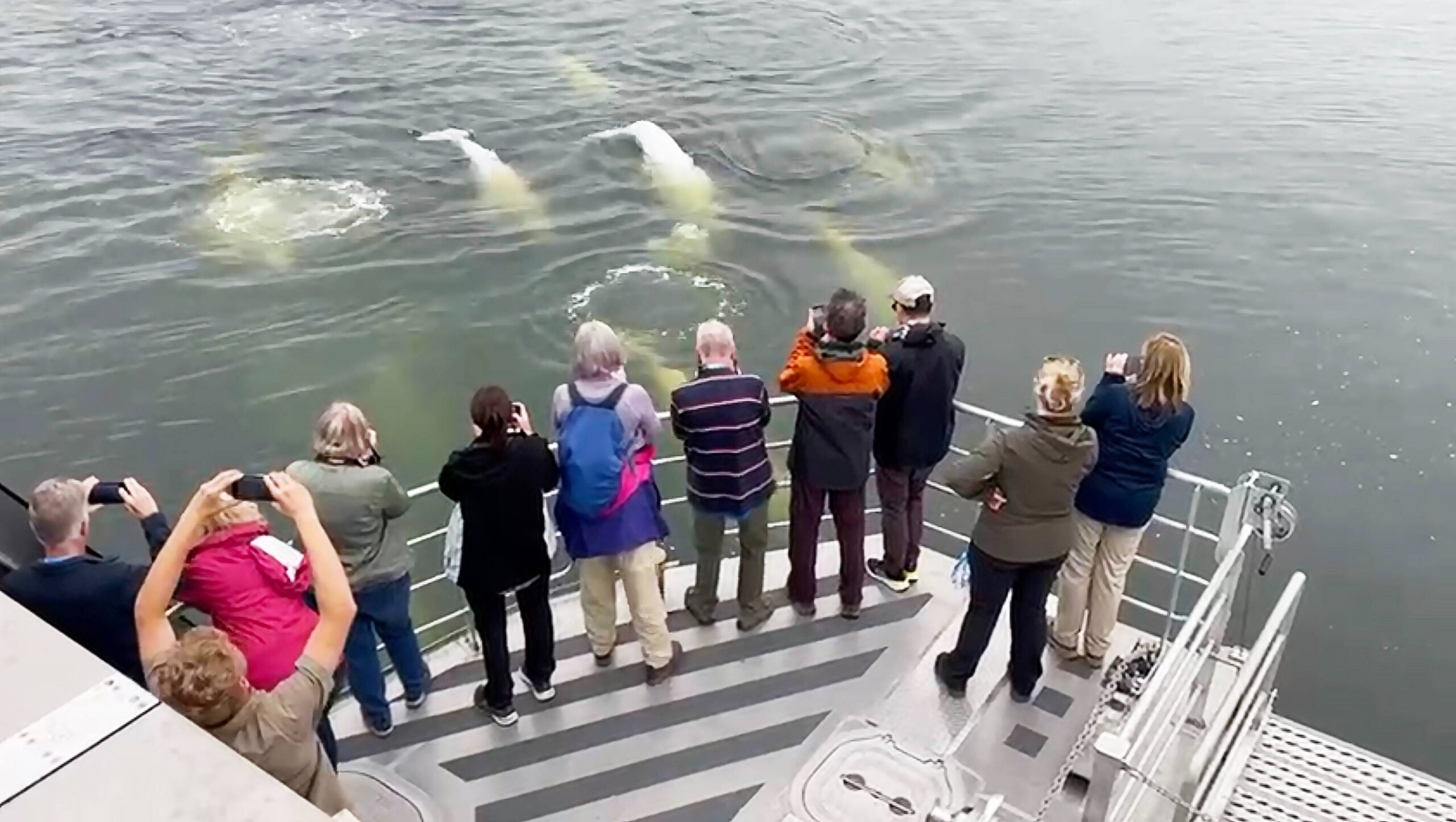 A group of solo travelers stands on the deck of a boat in Churchill, Manitoba, watching a pod of curious beluga whales swimming just below the surface. Several guests are taking photos as the whales gather close to the boat for an unforgettable wildlife encounter