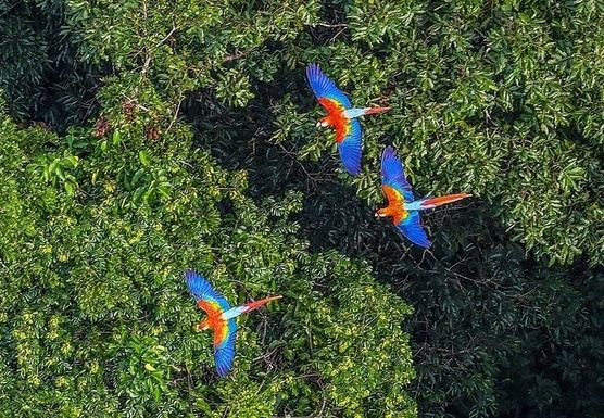 Three vibrant scarlet macaws soar above the lush green canopy of the Brazilian Amazon rainforest, their brilliant blue, red, and yellow feathers creating a striking contrast against the dense tropical forest below.