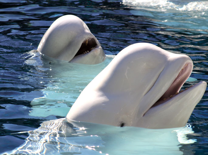 Two playful beluga whales surface in the clear blue waters of the Churchill River in Manitoba, Canada, their bright white bodies and smiling expressions capturing one of the Arctic's most unforgettable wildlife encounters.