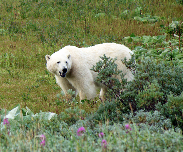 A majestic polar bear walks through the tundra near Churchill, Manitoba, surrounded by native grasses and wildflowers, offering a glimpse of one of Canada's most iconic Arctic wildlife experiences.