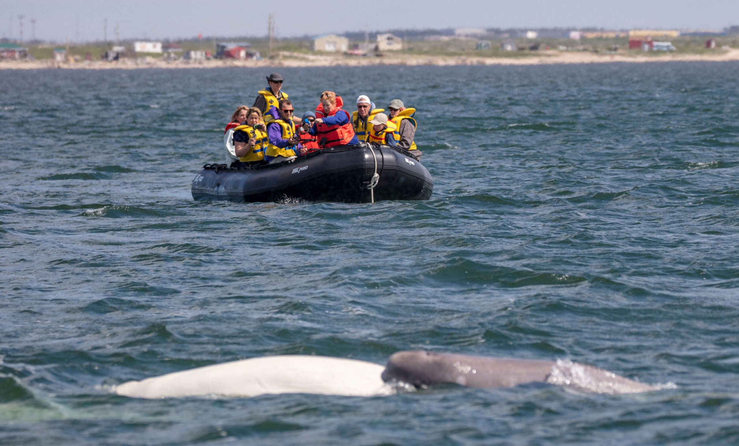 A small group of Adventures for Solo Travelers wearing life jackets rides in a Zodiac boat on the waters of Churchill, Manitoba, while a beluga whale surfaces nearby, creating an unforgettable close-up Arctic wildlife experience.