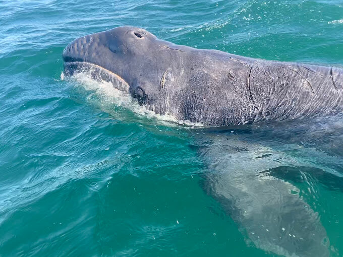 A curious Pacific gray whale swims just beneath the turquoise waters of Baja California Sur, lifting its head above the surface during a close wildlife encounter on an Adventures for Solo Travelers glamping expedition. The whale's textured skin and gentle expression highlight the intimate experience of observing these magnificent marine mammals in their natural habitat.