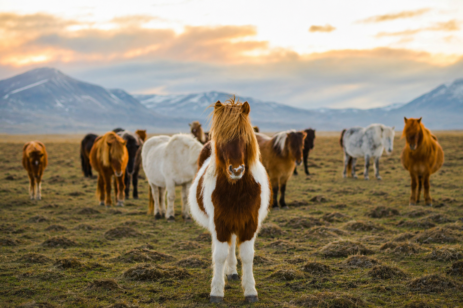 A herd of Icelandic horses grazing in a brown-green spring meadow with mountain views, experienced on a guided small group Iceland adventure for solo travelers age 45+.Adventures for Solo Travelers